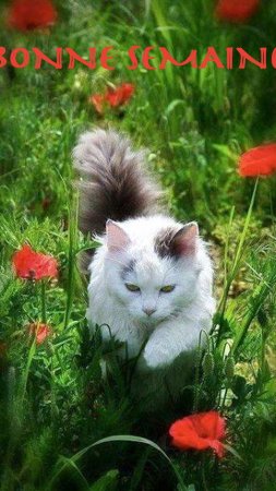 Цветы и животные