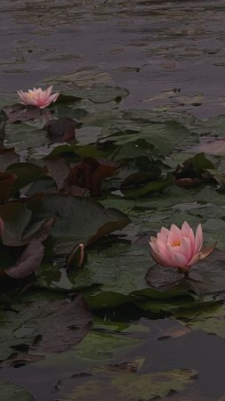 Кувшинка лилия лотос