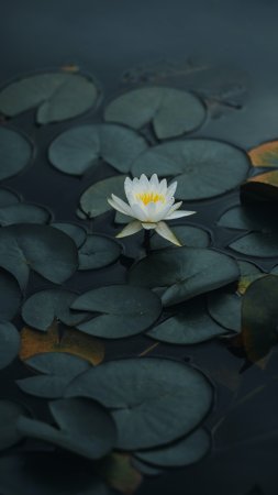 Кувшинка белая водяная лилия