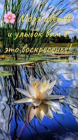 Лилии на воде