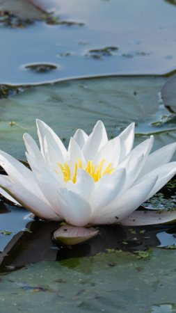 Водяная лилия кувшинка
