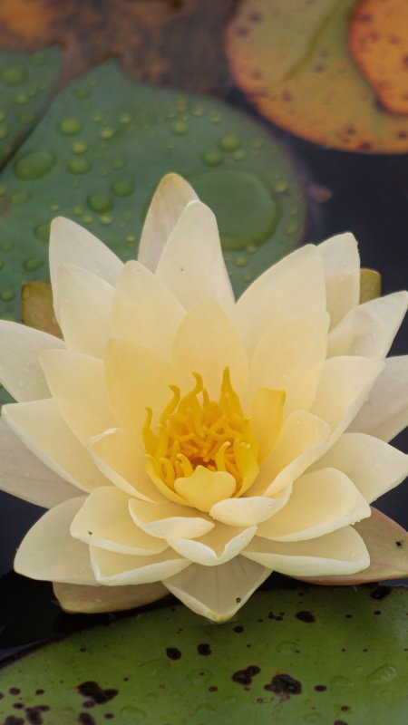 Кувшинка нимфея \ marliacea chromatella\