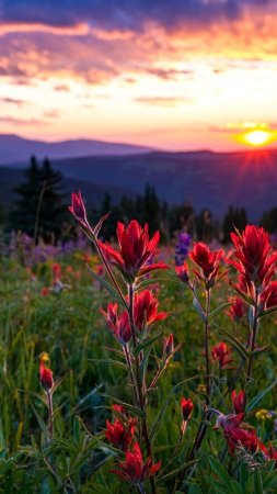 Colorado landscape photography wildflower sunset скачать фон 1080 x 1920