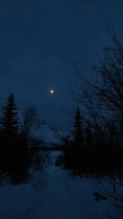 Зимний ночной лес
