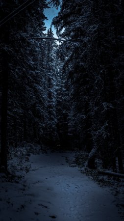 Темный лес зимний