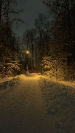 Зимний вечер в лесу