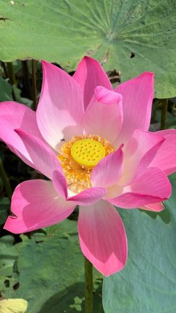 Лотос орехоносный nelumbo nucifera