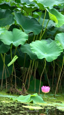 Nelumbo nucifera