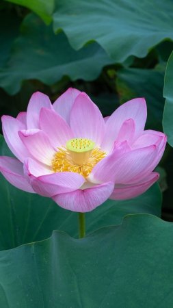 Pink lotus