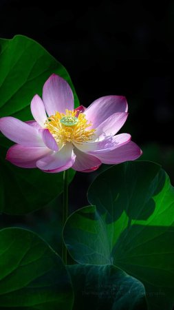 Lotus blossom