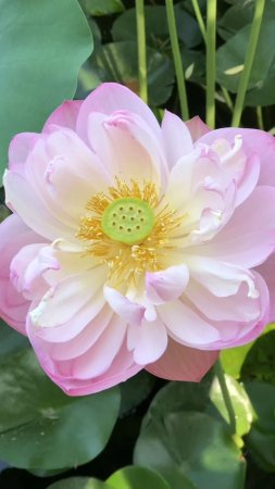 Лотос орехоносный nelumbo nucifera