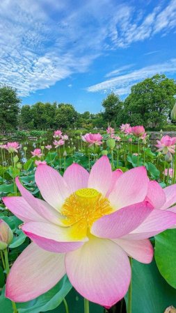 Лотос орехоносный (nelumbo nucifera)