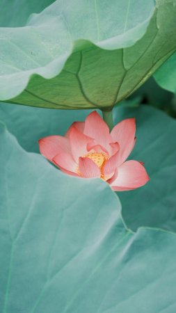 Lotus plant