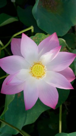 Nelumbo nucifera sacred lotus