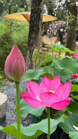 Beauty of lotus flower