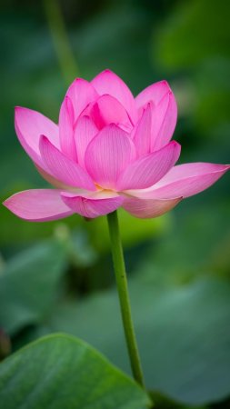 Лотос (nelumbo)