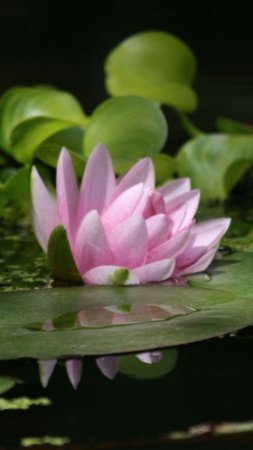 Nymphaea lotus