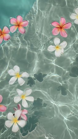 Frangipani flower floating in clear blue water