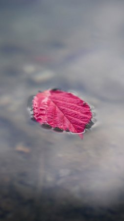 Красные листья