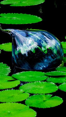 Water lily pond