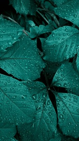 Blue leaves with drops of water on them