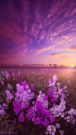 Purple flower
