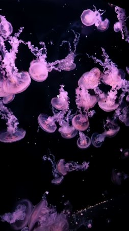 Pink jellyfish скачать фон 1424 x 2532