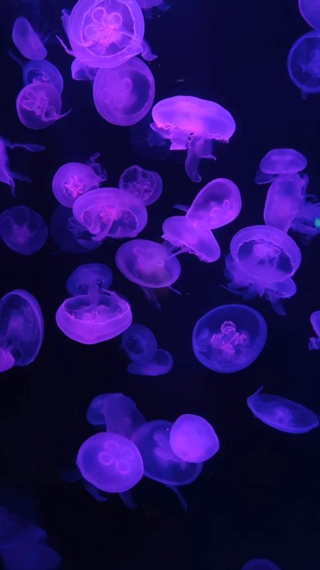 Purple jellyfish скачать фон 1080 x 1920