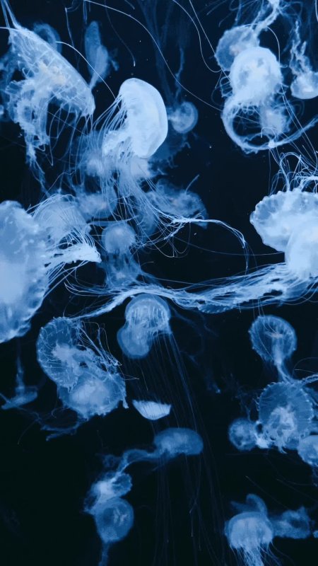 Jellyfish aquarium скачать фон 1080 x 1920