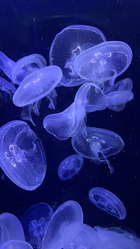 Медуза в океане скачать фон 1080 x 1920