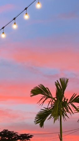 Palm tree