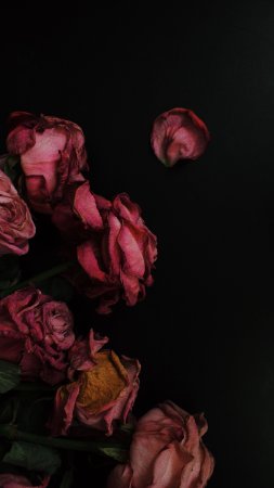 Завявшие цветы
