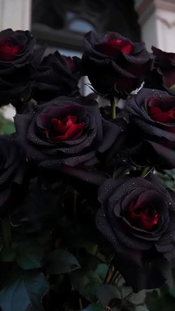 Роза блэк файер