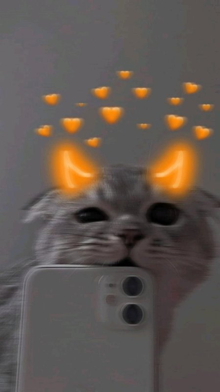 Котик с айфоном