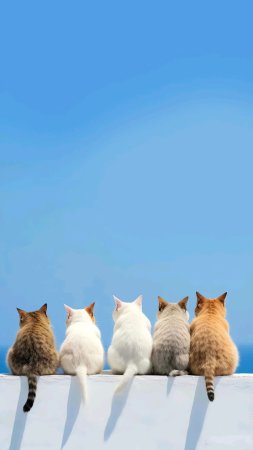 Cat 🐈