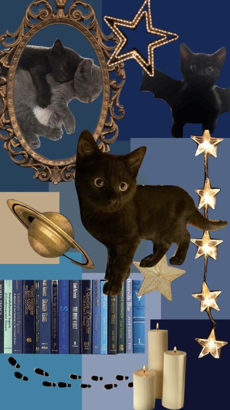 Черная кошка