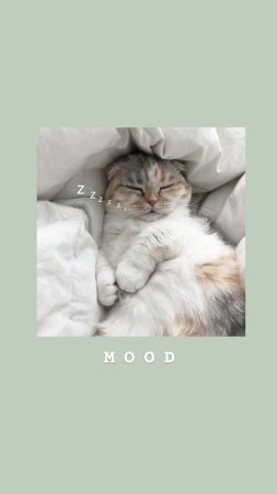 Милые котики эстетика