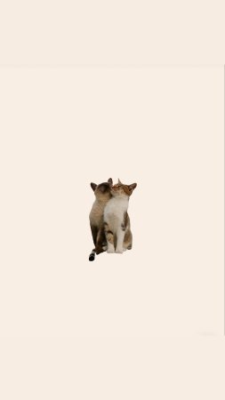 Влюбленные коты