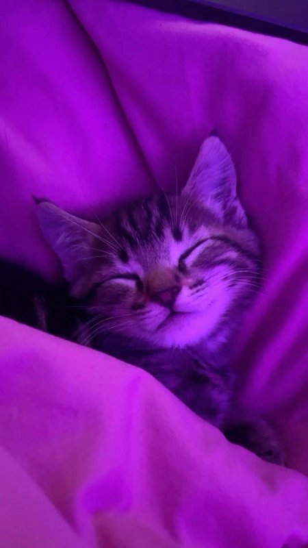 Фиолетовая кошка