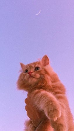 Милая котик