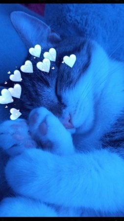 Эстетика котик