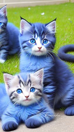 Синий котенок