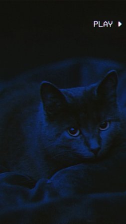 Черный кот с голубыми глазами