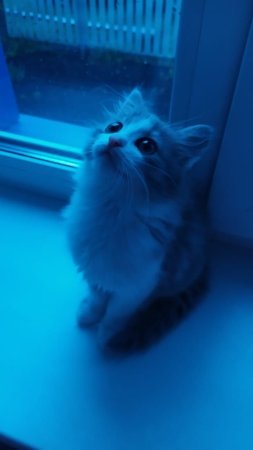 Котик синий