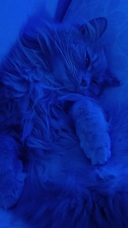 Голубой котик