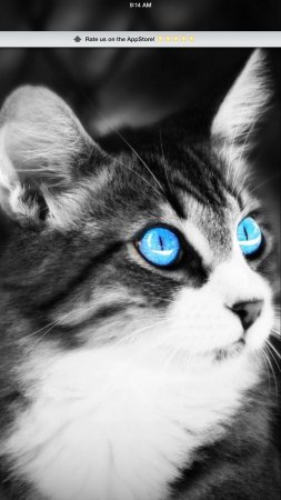 Котики с голубыми глазами