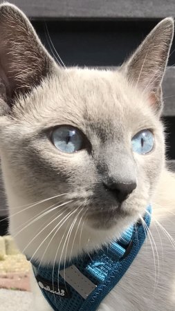 Сиамская кошка