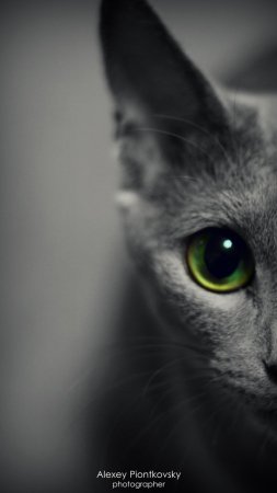 Русская голубая кошка