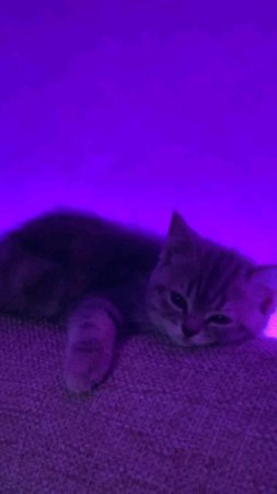 Фиолетовый котик