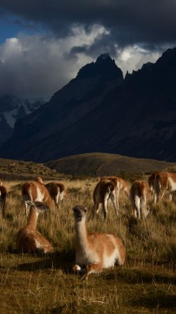 Кордильеры Южной Америки